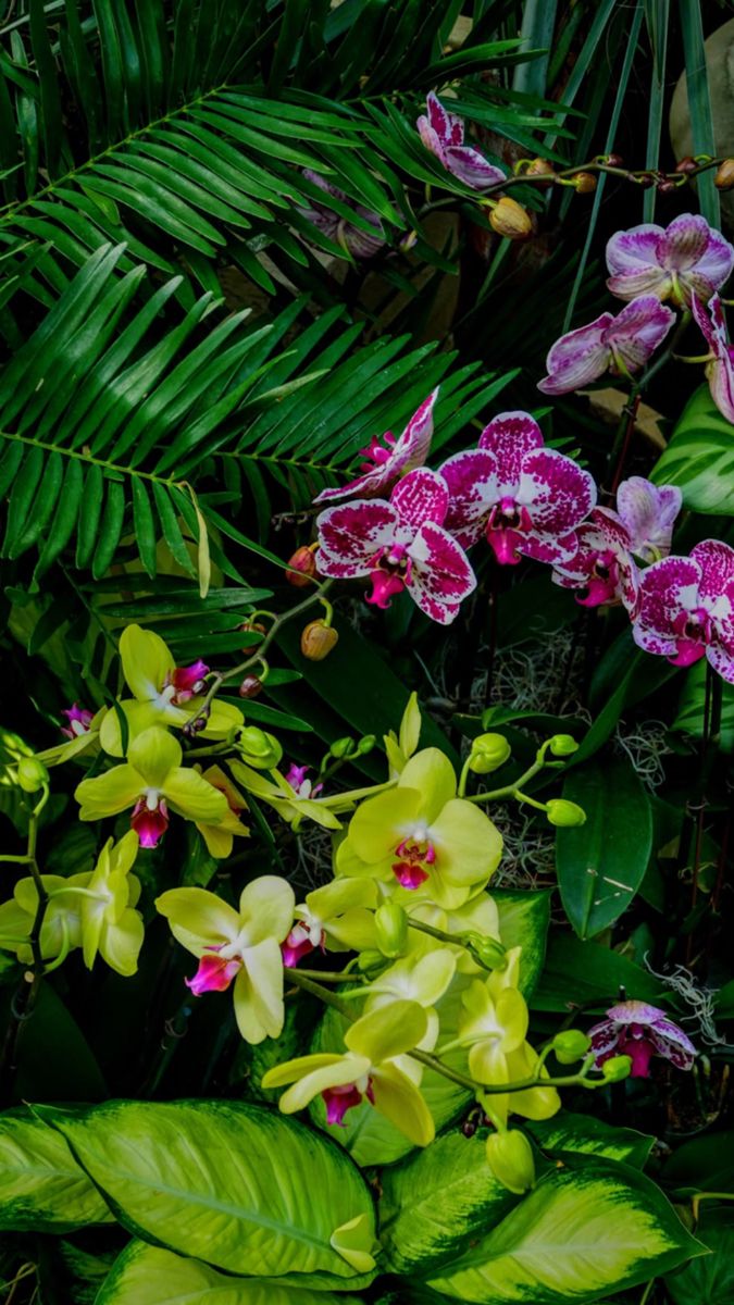Why Choose Natural Tropical Ingredients?